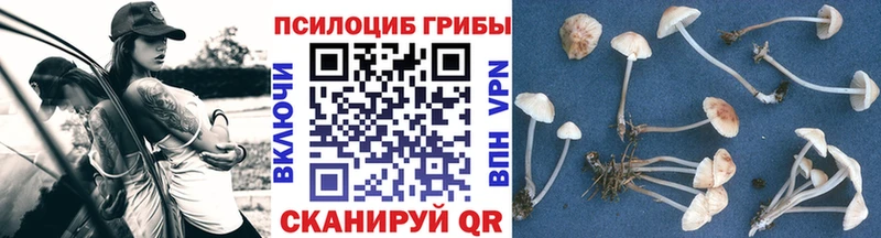 kraken   даркнет сайт  Дно  мориарти официальный сайт  Галлюциногенные грибы Psilocybine cubensis 